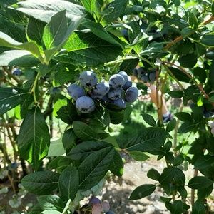 Meet your Posher, Walaporn